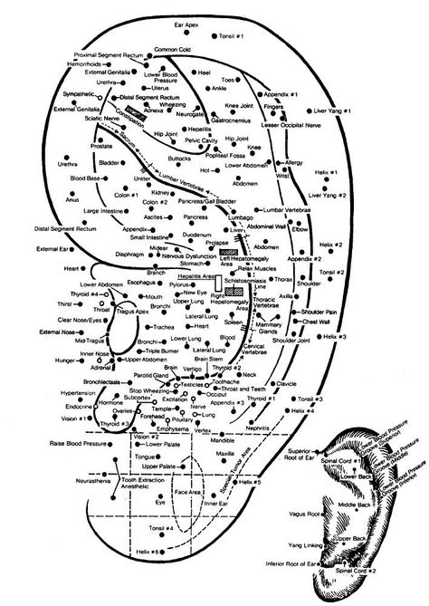 What is Ear Acupuncture? | The Yinova Center Ear Acupuncture Points, Ear Acupressure Points, Ear Acupressure, Acupuncture Charts, Acupuncture Points Chart, Ear Reflexology, Ear Acupuncture, Ear Seeds, Acupuncture Benefits