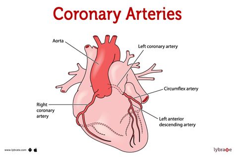 Coronary Arteries (Human Anatomy): Picture, Functions, Diseases, and Treatments Coronary Arteries Anatomy, Coronary Arteries Disease, Human Anatomy Picture, Arteries Anatomy, The Muscular System, Heart Arteries, Cardiogenic Shock, Acute Coronary Syndrome, Coronary Artery