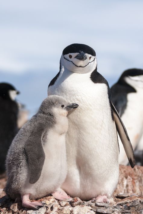 Penguin mother & baby Chinstrap Penguin, Penguin Love, Baby Chick, Mother Baby, Amazing Travel, Cute Penguins, Pretty Birds, Cute Creatures, Sweet Animals