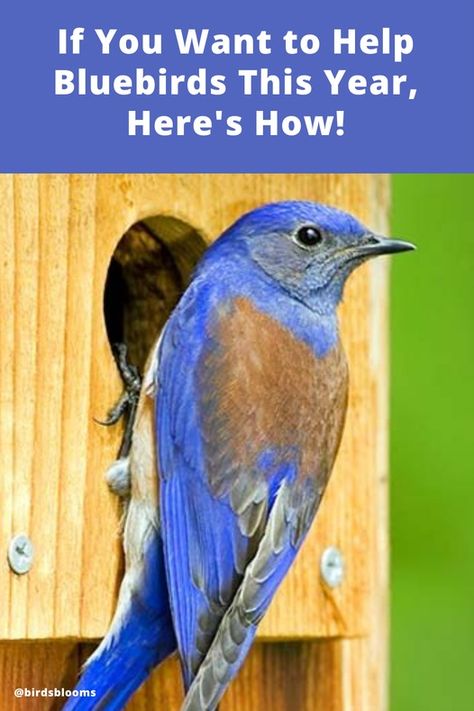 Help the Bluebirds: Monitor Bluebird Nest Boxes Eastern Bluebird House Plans, Bird Activities, Bluebird Houses, Bird Nesting Material, Bluebird Nest, Backyard Birds Watching, Bird Nesting Box, Backyard Birds Sanctuary, Backyard Birds Feeders