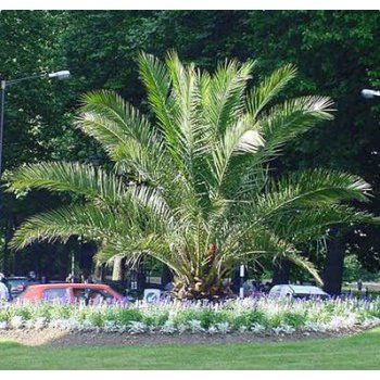 Canary Island Date Palm : St. George Landscaping Palm Tree Photo, Canary Island Date Palm, Date Palm, Tree Photo, Eagle Creek, Photo Tree, Canary Islands, St George, Tropical Garden