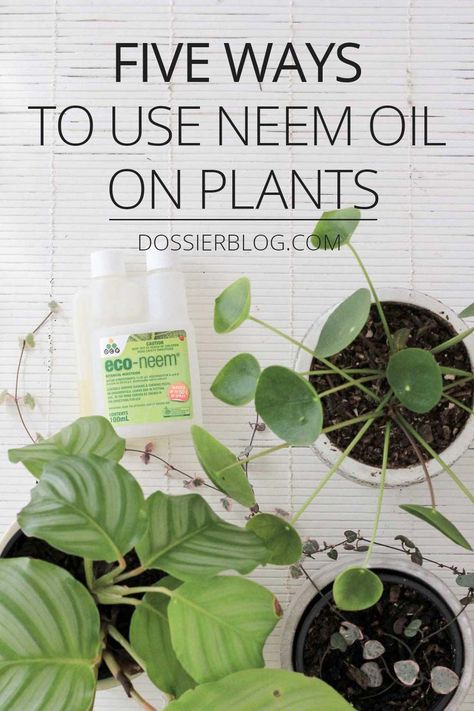 Five Ways to Use Neem Oil on Plants Pests On Plants, Indoor Plants Styling Bedroom, Pots Aesthetic, Indoor Planters Pots, Tattoo Tree Of Life, Indoor Plants Decor Living Room, Nz Plants, Indoor Herb Garden Diy, Indoor Plants Decor