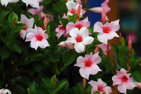 dipladenia-flower-02-getty-0320 Winter Care, Sun Loving Plants, Backyard Plants, Flowering Shrubs, Container Flowers, Propagating Plants, Flowering Vines, Perennial Garden, All About Plants