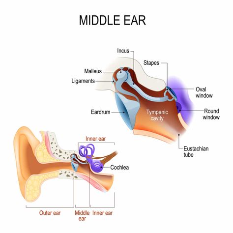 Can You Make Your Ears Roar? | Hampton Roads ENT ~ Allergy | Blog Outer Ear, North Alabama, Middle Ear, Neck Injury, Ear Health, Dark Underarms, Sleep Remedies, Superbowl Party Food, Vicks Vaporub