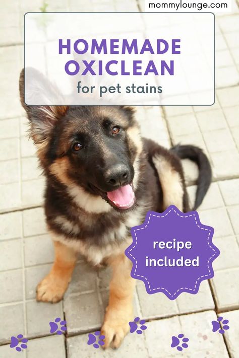 Diy Oxiclean, Homemade Oxiclean, Pet Stain Remover, Homemade Stain Removers, Remove Pet Stains, Diy Stain Remover, Laundry Detergent Recipe, Detergent Recipe, Stain Remover Spray