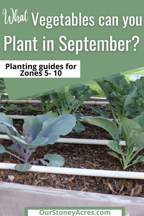 Crops To Plant In September, Zone 8b Fall Vegetable Garden, Planting Guide For Vegetables, Vegetables To Plant In September, What To Plant In September, September Garden, Fall Vegetables To Plant, Vegetable Planting Guide, Zone 8b