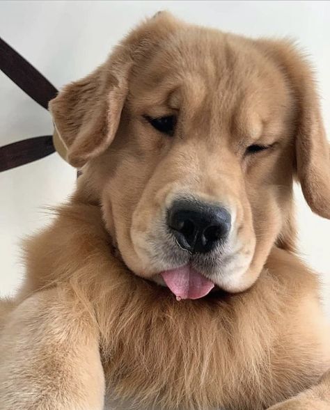 A Dog, Golden Retriever, Dogs, On Instagram, Instagram