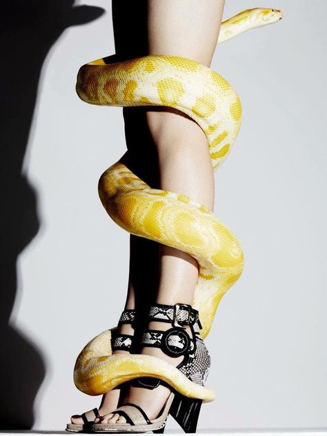 Yellow & white snake wrapped around woman's legs Albino Python, Snake Photos, Snake Girl, Interview Magazine, Snake Charmer, Snake Art, Beautiful Snakes, Summer Campaign, A Snake