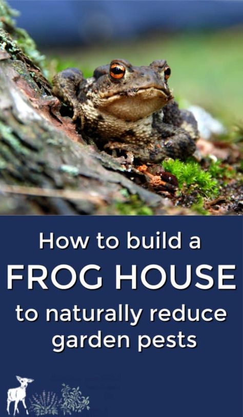 Adding a frog house to your garden is one of the simplest ways to attract insect-eating frogs and toads to your garden area, where they will gorge on mosquitoes, biting flies, and plant predators. Toad House, Frog House, Garden Escape, Frog Pond, Organic Vegetable Garden, Wildlife Gardening, Home Vegetable Garden, Organic Gardening Tips, A Frog