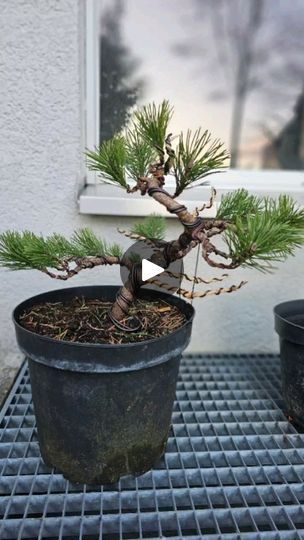 222 reactions · 14 shares | Instant Bonsai from nursery pine🌲 #mugo #timelapse #howto #diy #wire #bend #prune #fyp #fy #viral #hobby #bonsaitips #style #styling #trending | Hashirama Bonsai | Dennis Brown · Rub A Dub All The Time (aka If This World Were Mine) Mugo Pine Bonsai, Mugo Pine, Dennis Brown, Pine Bonsai, This World, Bend, Nursery