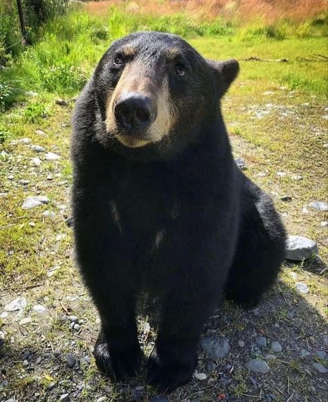 American Black Bear, Alaska Wildlife, Try Your Best, Black Bear, Alaska, To Look, Bears, Black