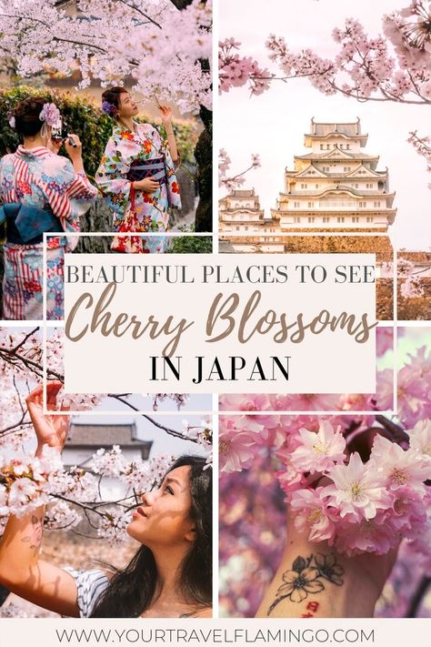 Beautiful places to see cherry blossoms in Japan Japan In Cherry Blossom Season, Cherry Blossoms Tokyo, Japanese Cherry Blossom Festival, Cherry Blossom Season Japan, Japan In The Spring, Cherry Blossom Japan Photography, Japan Cherry Blossom Festival, Japan Cherry Blossoms, Sakura Festival