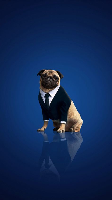 Frank The Pug In Men In Black International 4K Ultra HD Mobile Wallpaper. Movie Poster Wallpaper, Frank The Pug, Men In Black International, Full Hd Wallpaper Android, Pug Wallpaper, Movies Wallpaper, Bike Wallpaper, Best Movie Posters, Man In Black