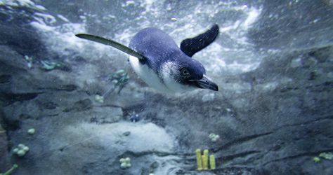 Little Penguin by Aquilapse Penguins Swimming, Fairy Penguin, Little Blue Penguin, Taronga Zoo Sydney, Penguin Facts, Penguin Pictures, Penguin Species, Blue Penguin, Penguin Love