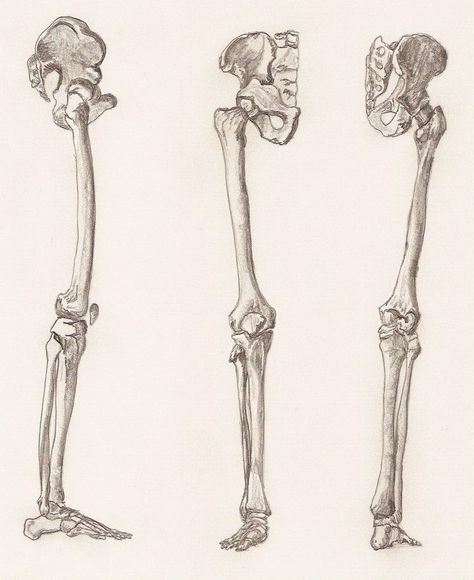 Leg Bone Anatomy, Skeleton Body Parts, Skeleton Head Drawing, Bone Anatomy, Bone Drawing, Leg Anatomy, Skeleton Body, Anatomy Bones, Drawing Legs