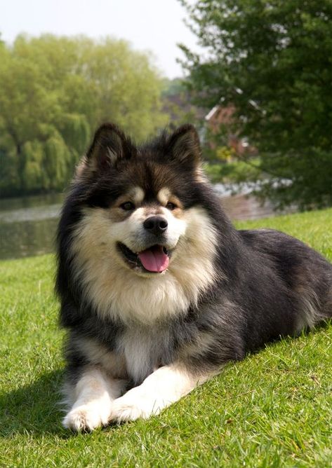 111+ Best Finnish Lapphund Dog Names – The Paws Finnish Lapphund, Spitz Dogs, Dog Breeds List, Dog Day Afternoon, Bear Dog, Purebred Dogs, Wolf Dog, A Wolf, Happy Dogs