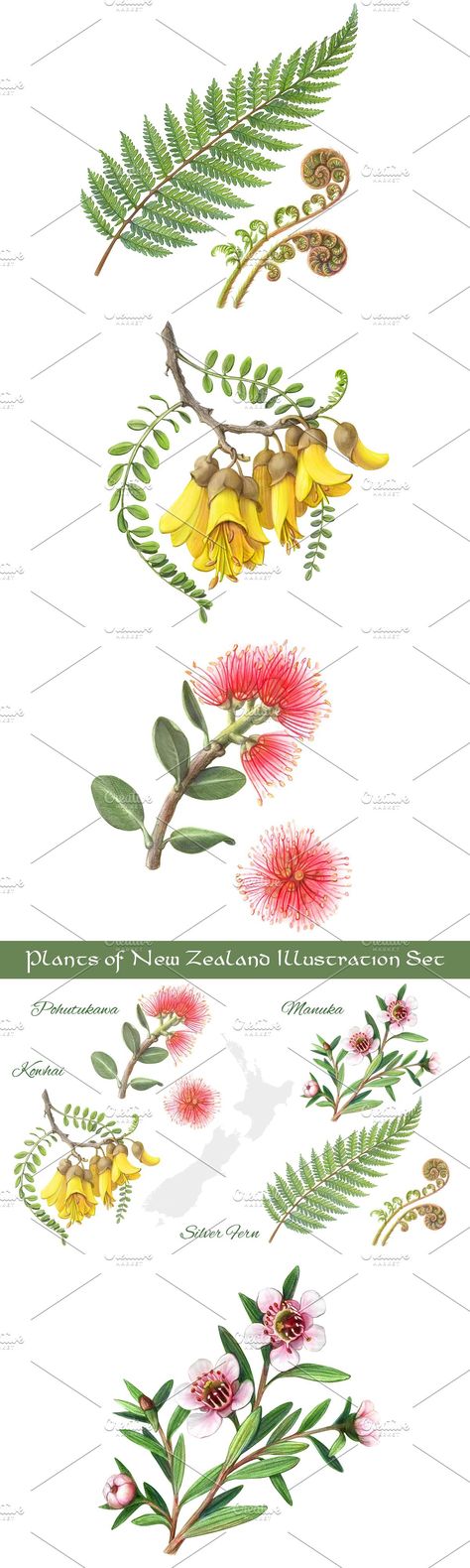 Pohutukawa Tattoo New Zealand, Nz Flowers, New Zealand Flowers, Australia Tattoo, Key Tattoo Designs, New Zealand Country, Key Tattoo, Mushroom Tattoos, Insect Tattoo