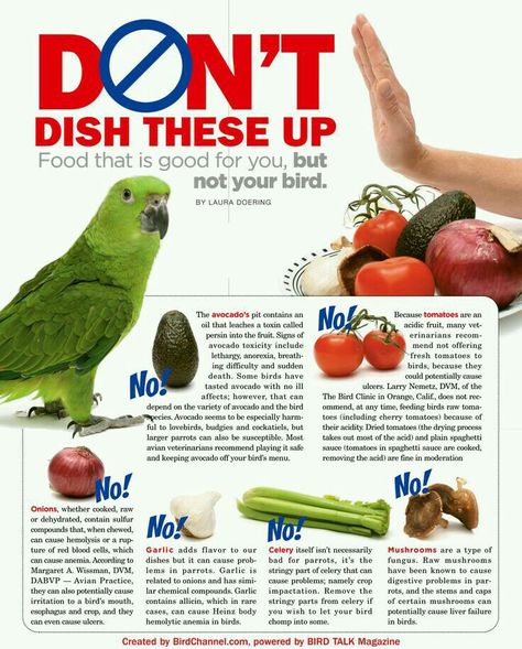 Do Not Feed: does and do not when it comes to bird feeding. Cockatiel Care, Parakeet Care, Parrot Diet, Diy Bird Toys, Bird Care, African Grey Parrot, Parrot Toys, Bird Supplies, Bird Food