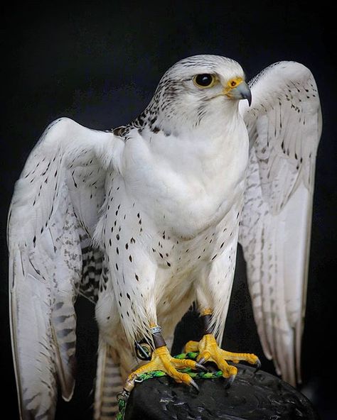 Very nice Gyr Falcon, Falcon Reference, Cai Arabi, Raptor Bird Of Prey, Falcon Art, Birds Photography Nature, Raptors Bird, Eagle Drawing, Dark Landscape