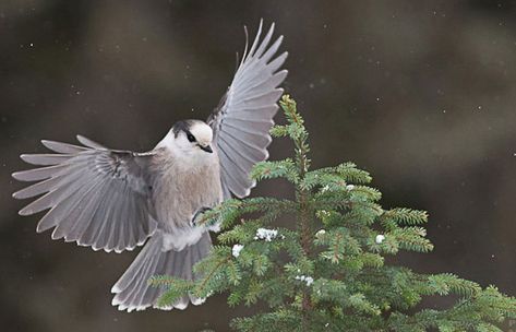 Grey Jay Bird, Grey Jay Tattoo, Grey Jay Bird Tattoo, Whiskey Jack Bird, Canada Jay, Grey Jay, Jay Tattoo, Whisky Jack, Gray Jay