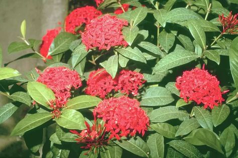 How to Grow Ixoras Ixora Plant, Flower Diagram, Butterfly Garden Plants, Easy Care Plants, Evergreen Shrubs, Garden Care, Hibiscus Flower, Landscaping Plants, Flower Planters