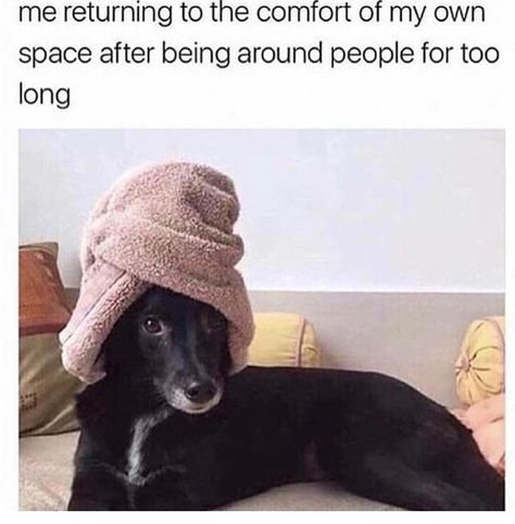 Funny Dog Pictures, Better Day, Dog Memes, Best Funny Pictures, Animal Memes, Dog Pictures, Animals And Pets, Funny Dogs, No. 2