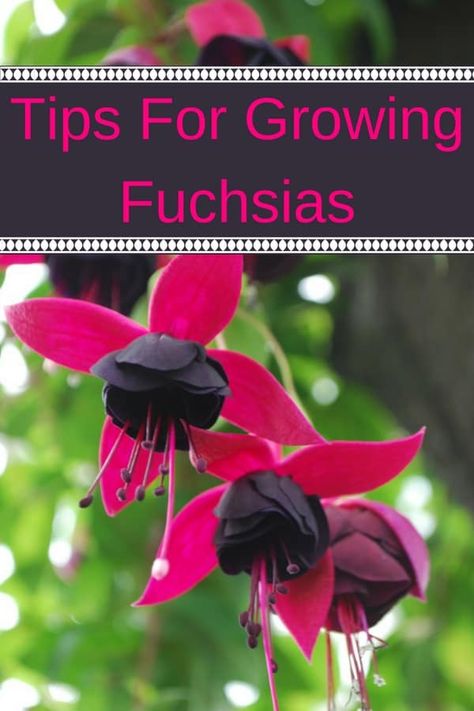 Fuchsia Plant, Gardening Landscaping, Fuchsia Flowers, Plants For Hanging Baskets, Aloe Vera Plant, Garden Shrubs, Flower Gardening, Landscaping Tips, Shade Plants