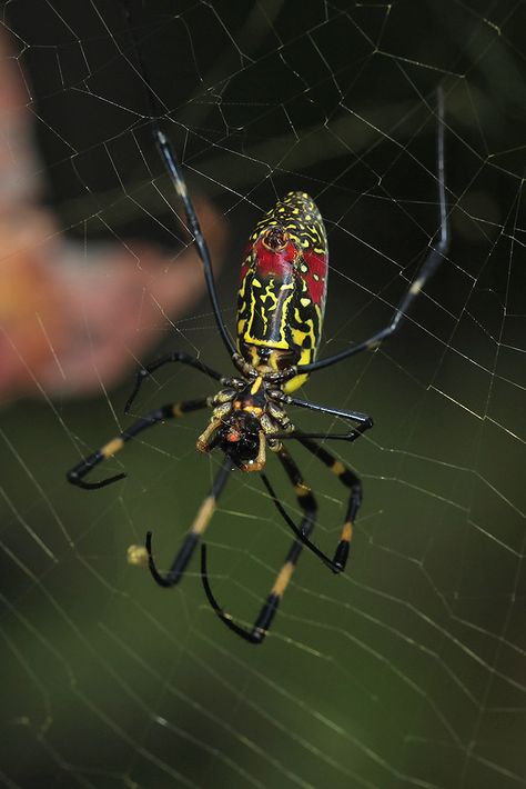 joro with meal | A Joro spider, our newly invasive species, … | Flickr Joro Spider, Invasive Species, Spider Woman, Red Eyes, Red