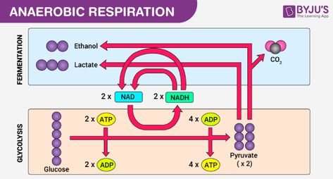 anaerobic respiration Aerobic And Anaerobic Respiration, Anaerobic Respiration, Oxidative Phosphorylation, Krebs Cycle, A Level Biology, Cellular Respiration, Biology Facts, Block Diagram, The Cramps