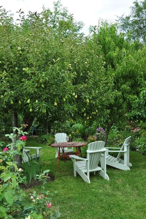 Backyard Dog Area, Orchard Garden, Backyard Trees, Rain Clouds, Fruit Garden, Garden Seating, Garden Trees, Apple Tree, Edible Garden