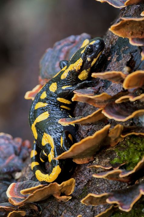 Spotted Salamander, Fire Salamander, Amazing Frog, Salamanders, Frog And Toad, Crocodiles, Amazing Travel, Reptiles And Amphibians, Newt