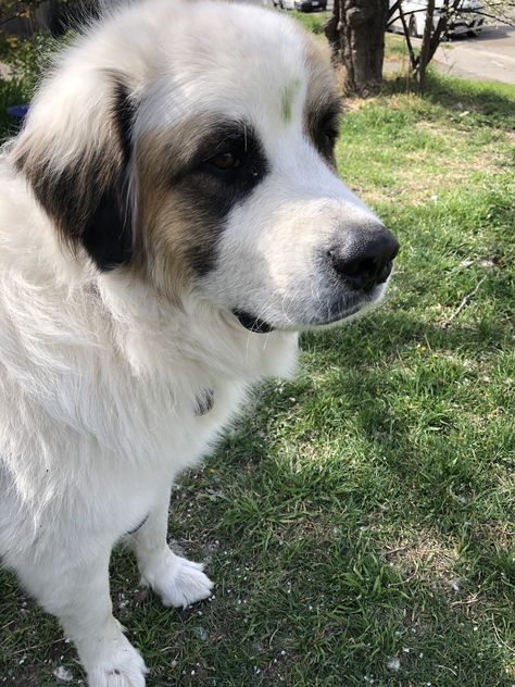 Pyrenees Dog, Great Pyrenees Dog, Dog Mixes, Great Pyrenees, Two Year Olds, Pyrenees, Saint Bernard, Basset Hound, Animal Kingdom