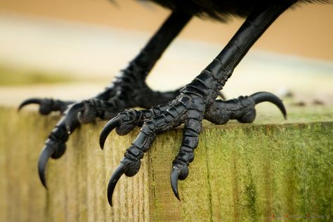 Bird Feet Reference, Crows Drawing, Jackdaw, Crows Ravens, Paws And Claws, Big Bird, Kraken, Crows, Animal Photo