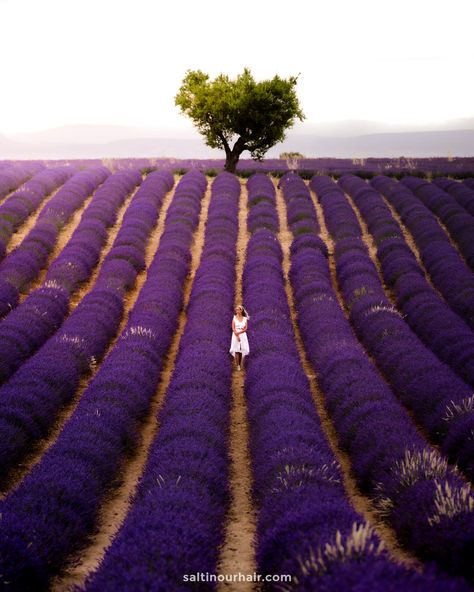 Best Lavender Fields in Provence, France (+ Map Locations 2023) French Lavender Fields, Provence Lavender, France Travel Guide, Travel Photography Tips, Italy Trip, France Italy, France Map, Provence France, Sustainable Travel