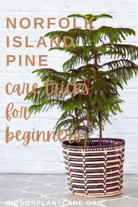 Norfolk Island Pine Care is a breeze with these tips and tricks for container gardeners. From watering to humidity, I'll explain everything you need to know about Norfolk Island Pine Care Tips. #indoorplantcare #gardening #containergardening Aesthetic Plant Pot, Bedroom Aesthetic Plants, Norfolk Pine Care, Indoor Plant Care Guide, Norfolk Island Pine, Tattoo Plant, Norfolk Island, Norfolk Pine, Plant Party