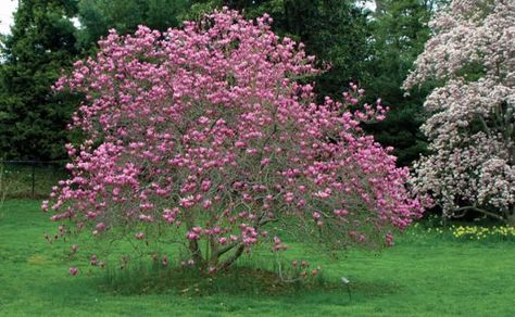 Small Trees For Front Yard, Backyard Improvements, Tulip Magnolia, Backyard Goals, Flower Trees, Privacy Trees, Small Yards, Magnolia Tree, Specimen Trees