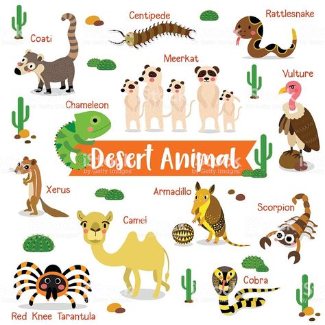 Desert Animals Drawing, Animals Drawing For Kids, Desert Animal Art, Red Knee Tarantula, Desert Biome, Desert Ecosystem, Animals Drawing, Desert Animals, Animal Crafts For Kids