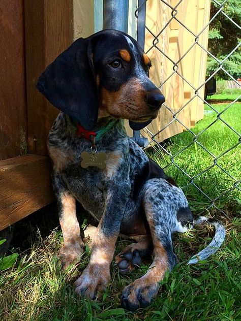 95+ Best Bluetick Coonhound Dog Names – The Paws Blue Tick Hound Puppy, Blue Tick Coonhound, Blue Tick Beagle, Coonhound Puppy, Coon Hunting, Blue Tick, Hound Dog Breeds, Treeing Walker Coonhound, Hound Breeds