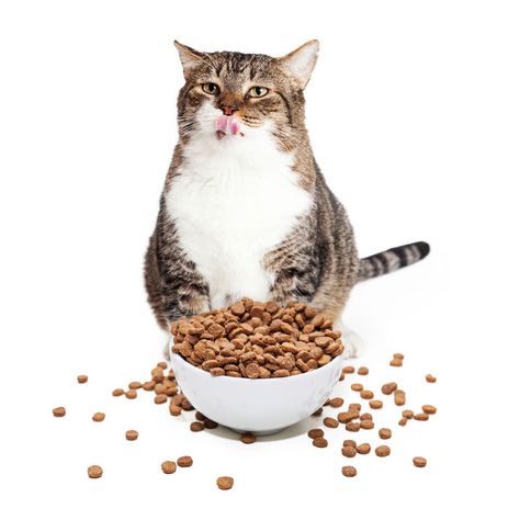 "While it's true that cats shouldn't be fed grains, grain free kibble might not be the best option for your feline friend...." Cats 2019, Grain Free Diet, Best Cat Food, Indoor Cats, Cat Parenting, Dry Cat Food, Healthy Cat, Cat Health, Fat Cats