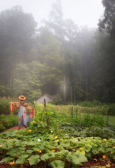 Late summer garden - Whispering Pines Homestead Late Summer Garden, Freezing Apples, Cottage Farmhouse Decor, Whispering Pines, Spring Bedroom, Summer Wraps, Fall Garden, You Are Cute, Foggy Morning