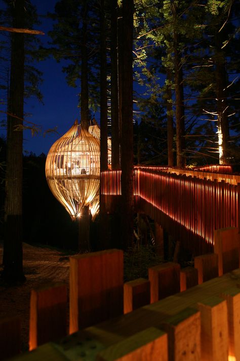 Treehouse Restaurant, Bridge House, Tree Restaurant, Tree Fort, House Light, Pacific Homes, Redwood Tree, Yellow Tree, Cafe House