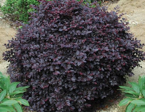 Cerise Charm Loropetalum Blue Star Juniper, Landscape Borders, Foundation Planting, Fast Growing Trees, Plant Information, Evergreen Plants, Ground Cover Plants, Large Plants, Drought Tolerant