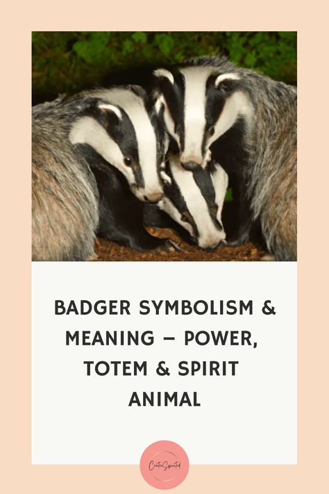 Badgers are some of the most mysterious and misunderstood creatures in nature. With their dark fur, sharp teeth and claws, menacing growls, and impressive burrowing skills – these iconic mammals hold great power that often has symbolic meanings based on where they can be found. From European folklore to Native American symbolism, badger spirit animals have come to represent physical strength, sacred understanding space, and self-confidence. In this blog post, we’ll explore the powerful badger s Badger Spirit Animal Meaning, Badger Spirit Animal, Badger Tattoo, Medicine Cards, Native American Animals, Symbolism Meaning, European Folklore, Spirit Animal Meaning, Animal Meanings