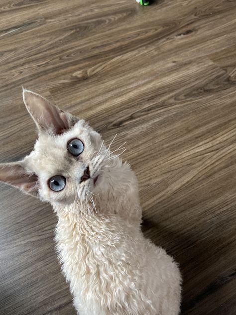 Yaaxche is funny Devon Rex Aesthetic, Devon Rex Cats, Himalayan Cat, Cornish Rex, Rex Cat, Doberman Dogs, Devon Rex, Pets 3, Unique Cats