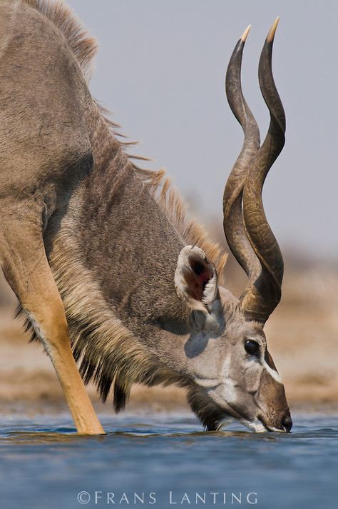 Frans Lanting - Greater kudu drinking at waterhole, Tragelaphus strepsiceros, Etosha National Park, Namibia Greater Kudu, Frans Lanting, Etosha National Park, African Antelope, Mule Deer, Manx, African Wildlife, African Animals, Wildlife Animals