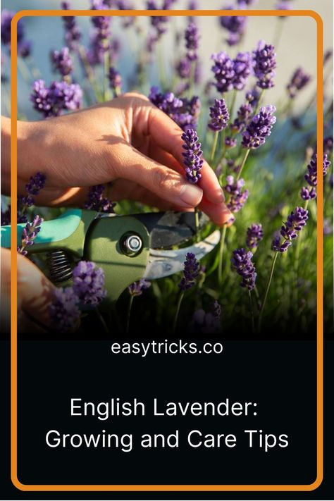 Discover the best tips for growing and caring for English Lavender. Find out how to choose the perfect variety for your garden. Lavender Growing, How To Propagate Lavender, Weeping Cherry Tree, Rubber Mulch, Wood Mulch, Rooting Hormone, Perennial Border, English Lavender, Plant Diseases