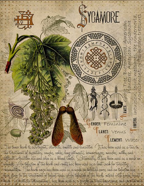 Love this ! Stary Papier, Book Of Spells, Magickal Herbs, Witch Herbs, Magia Das Ervas, Magic Herbs, Magical Herbs, Illustration Botanique, Herbal Magic