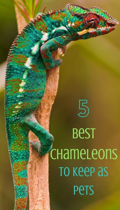 5 of the Best Chameleons to Keep as Pets - PBS Pet Travel Camilian Lizard, Chameleon Enclosure, Types Of Chameleons, Pet Chameleon, Cute Animals Videos, Chameleon Care, Pet Reptiles, Cute Animal Character, Holistic Dog Care