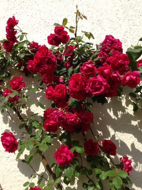 old roses - by Farah Didi Rose Bush Aesthetic, Franz Bischoff, Red Rose Bush, Old Roses, Flower Forest, R Wallpaper, Blue Aesthetic Pastel, Flowers For You, Rose Bush