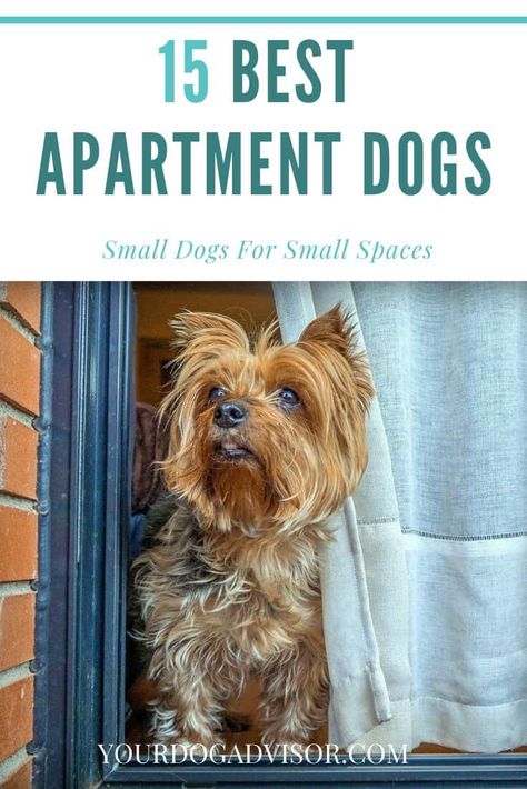 15 Best Apartment Dogs - Small Dogs For Small Spaces | Your Dog Advisor Dog Apartment Living, Best Small Dog Breeds, Best Apartment Dogs, Small Dog House, Best Small Dogs, Working Dogs Breeds, Apartment Dogs, Every Dog Breed, Cute Small Dogs